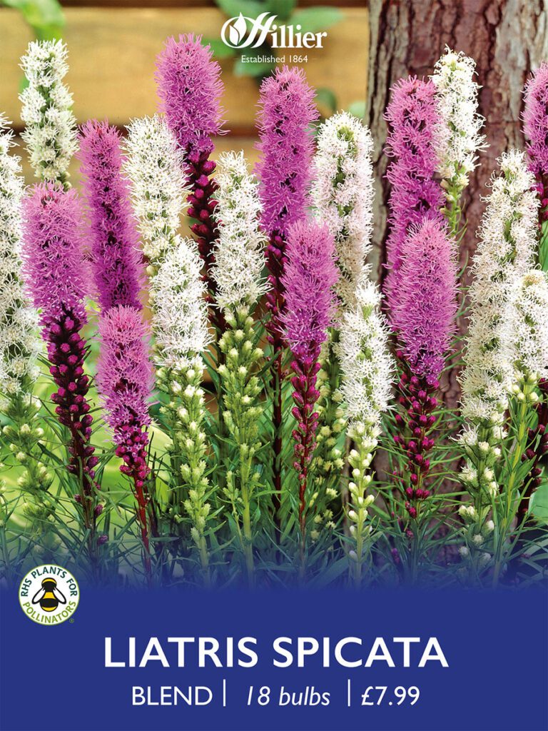Liatris Spicata Blend Bulbs 8718641997420 2